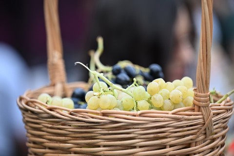 Szőlő- és Borfesztivál nyílt Azerbajdzsán Samahijában – FOTÓ